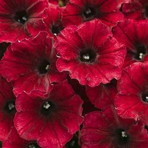 Petunia 'Supertunia Black Cherry' Petunia 'Supertunia Black Cherry'