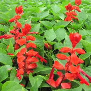 Salvia splendens 'Saucy™ Red' Salvia splendens 'Saucy™ Red'