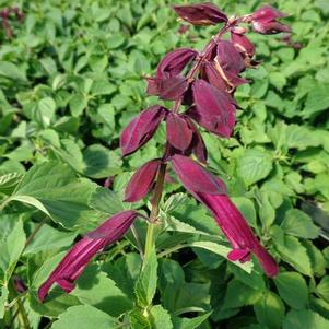Salvia splendens 'Saucy™ Wine' Salvia splendens 'Saucy™ Wine'