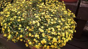 Sanvitalia 'Sunvy Super Gold' Sanvitalia 'Sunvy Super Gold'