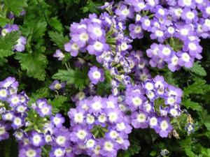 Verbena 'Empress Flair Sky Blue Charme' Verbena 'Empress Flair Sky Blue Charme'