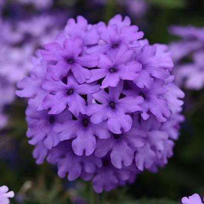 Verbena 'Endurascape Blue' Verbena 'Endurascape Blue'