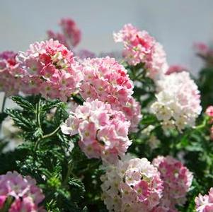 Verbena 'Estrella™ UP Pink Ballet' Verbena 'Estrella™ UP Pink Ballet'