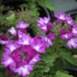 Verbena 'Wicked Great Grape' Verbena 'Wicked Great Grape'
