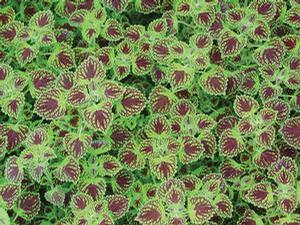Coleus 'Colorblaze® Chocolate Drop' Coleus 'Colorblaze® Chocolate Drop'