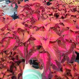 Coleus 'Main Street Sunset Boulevard' Coleus 'Main Street Sunset Boulevard'