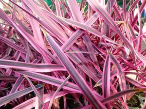 Cordyline 'Pink Passion' Cordyline 'Pink Passion'
