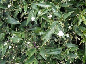 Gibasis geniculata 'Bridal Veil' Gibasis geniculata 'Bridal Veil'