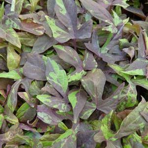 Ipomoea b 'Sweet Georgia® Bullfrog' Ipomoea b 'Sweet Georgia® Bullfrog'