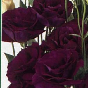 Lisianthus  'ABC Purple'