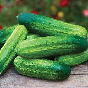 Cucumber 'Pick a Bushel' Cucumber 'Pick a Bushel'
