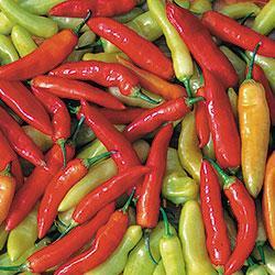 Pepper 'Aji Cristal' Pepper 'Aji Cristal'