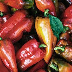 Pepper 'Beaver Dam' Pepper 'Beaver Dam'