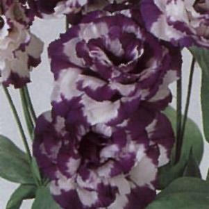 Lisianthus  'ABC Blue Rim'