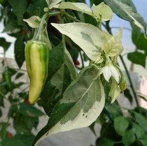 Pepper 'Fish' Pepper 'Fish'