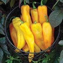 Pepper 'Mama Mia Giallo' Pepper 'Mama Mia Giallo'