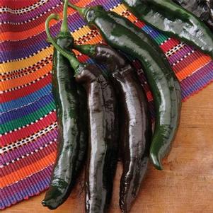 Pepper 'Pasilla Holy Mole' Pepper 'Pasilla Holy Mole'