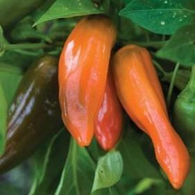Pepper 'Tangerine Dream' Pepper 'Tangerine Dream'