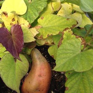 Sweet Potato 'Beauregard' Sweet Potato 'Beauregard'