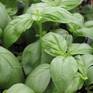 Basil 'Dolly' Basil 'Dolly'