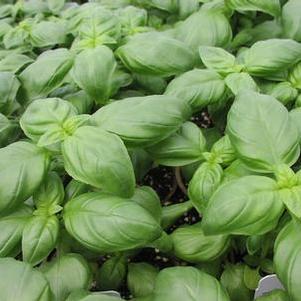 Basil 'Envigor™' Basil 'Envigor™'