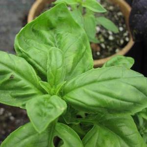 Basil 'Gecofure' Basil 'Gecofure'