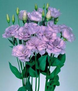 Lisianthus  'Echo Lavender'