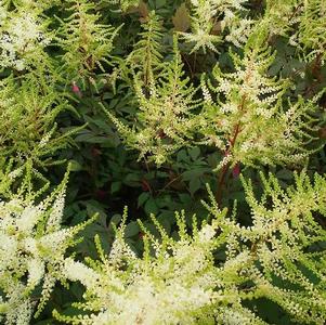 Astilbe arendsii 'Cappuccino' Astilbe arendsii 'Cappuccino'