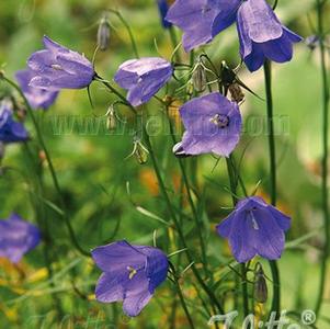Campanula rotundifolia 'Thumbell Blue™' Campanula rotundifolia 'Thumbell Blue™'