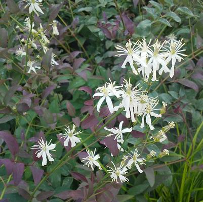 Clematis recta 'Serious Black' Clematis recta 'Serious Black'