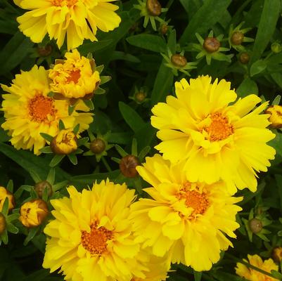 Coreopsis 'Leading Lady Charlize' Coreopsis 'Leading Lady Charlize'