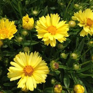 Coreopsis 'Leading Lady Lauren' Coreopsis 'Leading Lady Lauren'