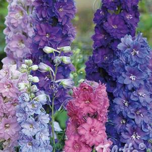Delphinium elatum F1-Hybr 'New Millennium™ Dwarf Stars Mix' Delphinium elatum F1-Hybr 'New Millennium™ Dwarf Stars Mix'