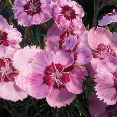 Dianthus 'Scent from Heaven™ Angel of Peace' Dianthus 'Scent from Heaven™ Angel of Peace'