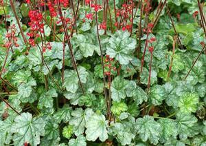 Heuchera 'Lipstick' Heuchera 'Lipstick'