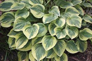 Hosta 'Cameo' Hosta 'Cameo'