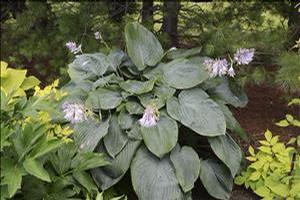 Hosta 'Empress Wu' Hosta 'Empress Wu'