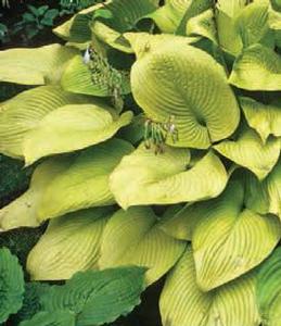 Hosta 'Key West' Hosta 'Key West'