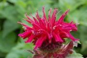 Monarda didyma 'Fireball' Monarda didyma 'Fireball'
