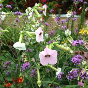 Nicotiana mutabilis