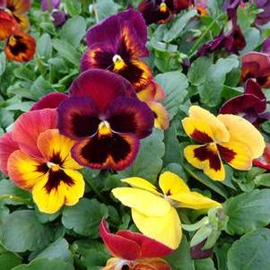 Pansy 'Wine Flash' Pansy 'Wine Flash'