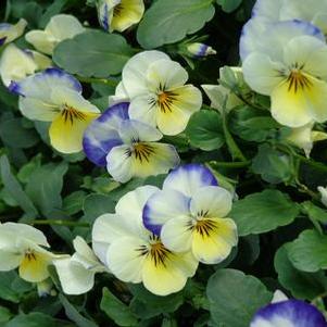 Viola 'Sorbet Lemon Blueberry Swirl' Viola 'Sorbet Lemon Blueberry Swirl'