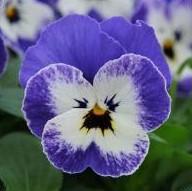Viola 'Sorbet XP Delft Blue' Viola 'Sorbet XP Delft Blue'