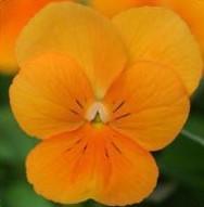 Viola 'Sorbet XP Orange' Viola 'Sorbet XP Orange'