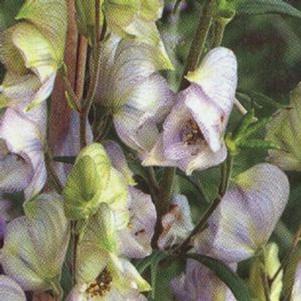 Aconitum cammarum 'Stainless Steel'