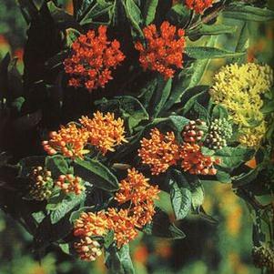 Asclepias tuberosa 'Gay Butterflies' Asclepias tuberosa 'Gay Butterflies'