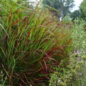 Panicum virgatum 'Shenandoah' Panicum virgatum 'Shenandoah'