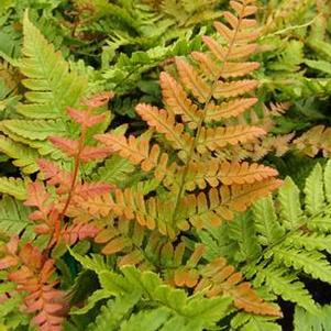Dryopteris erythrosora 'Brilliante' Dryopteris erythrosora 'Brilliante'