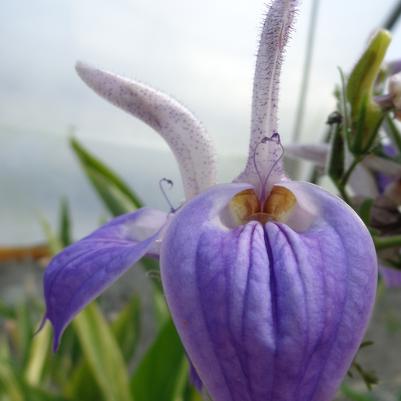 Brillantaisia subulugurica Brillantaisia subulugurica
