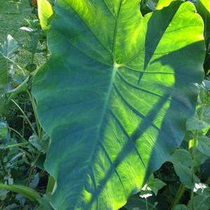 Alocasia odora Alocasia odora
